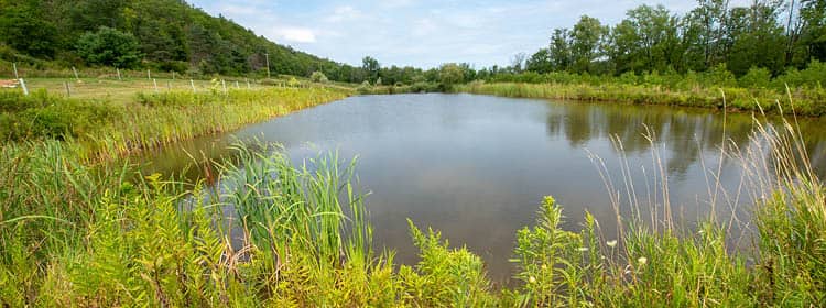 Muller Pond and its surrounding wetlands.